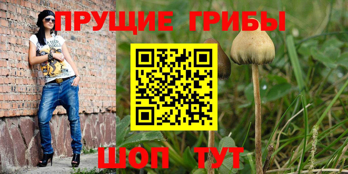 Псилоцибиновые грибы Psilocybe  Вход с VPN  Алейск 